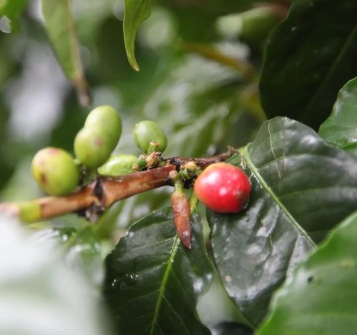 Plongez dans l’univers de notre café de spécialité : Colombie…