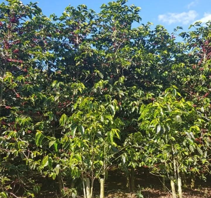 📢 Découvrez notre nouveau café de spécialité : le Costa…
